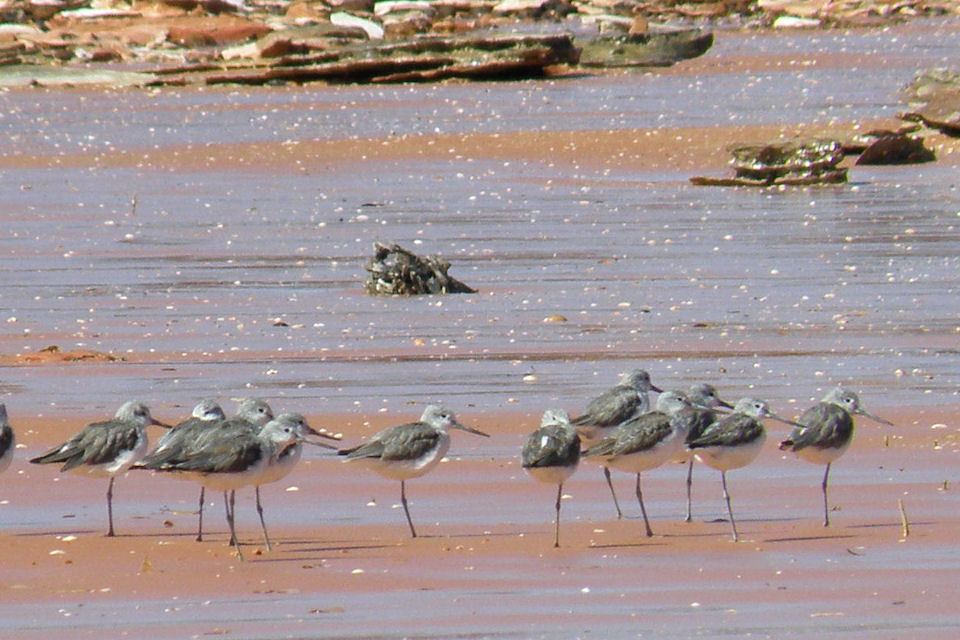 Common Greenshank (Tringa nebularia)